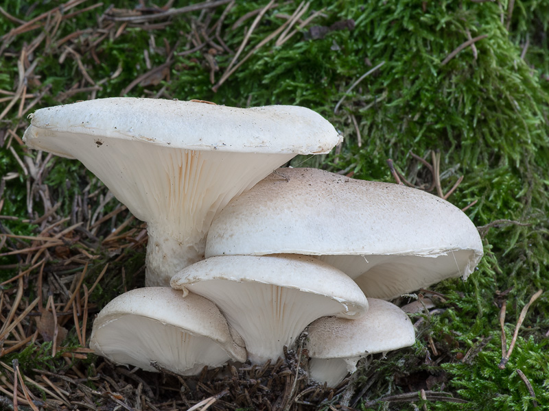 Pleurotus dryinus